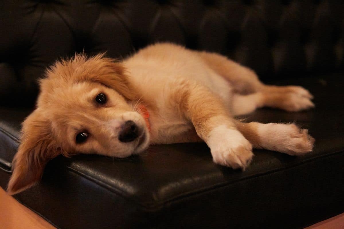 Golden cute puppy lying on black couch