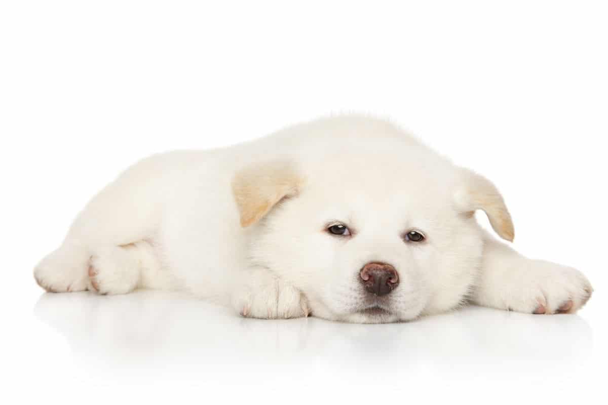 Cute white puppy lying on the floor white background
