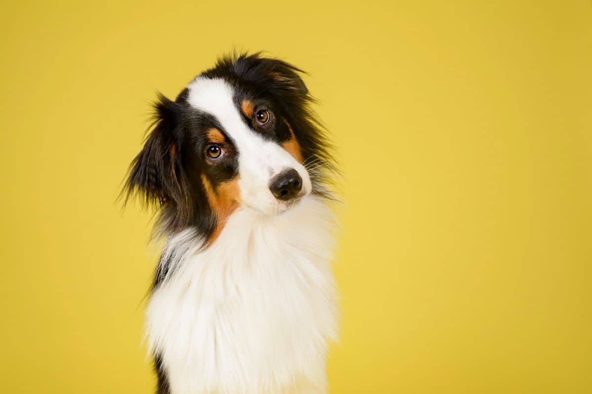 Cute multi color dog posing at yellow background