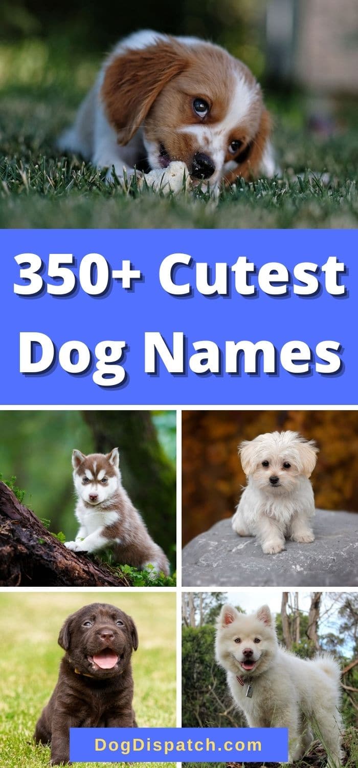 350+ Cutest Dog Names (2022 Updated) - Dog Dispatch