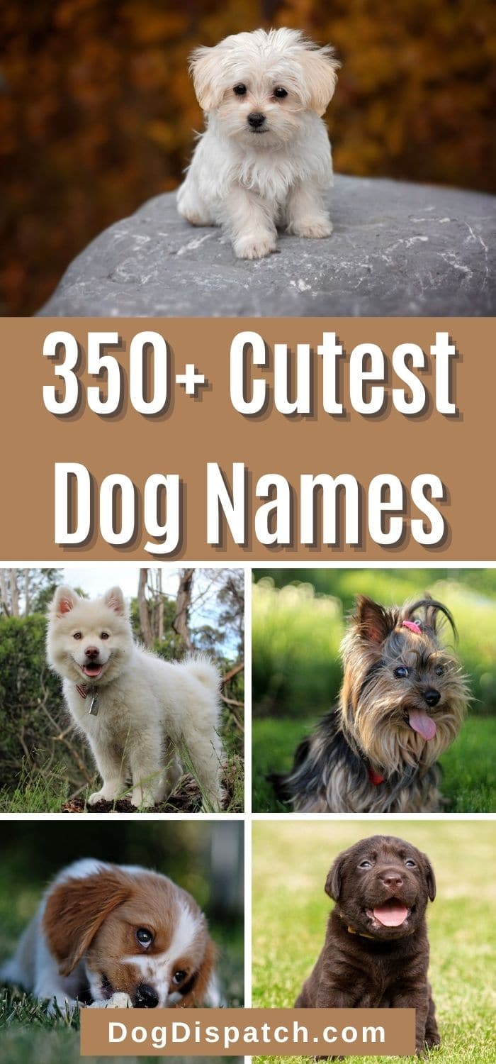 350+ Cutest Dog Names (2022 Updated) - Dog Dispatch