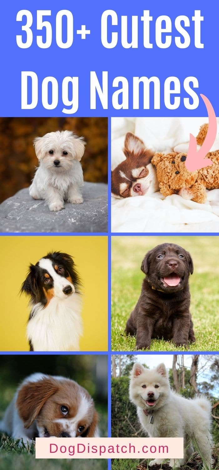 350+ Cutest Dog Names (2022 Updated) - Dog Dispatch