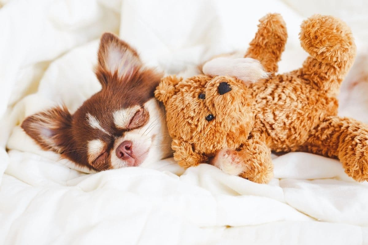 Tiny Chihuahua sleeping in bed with teddy bear