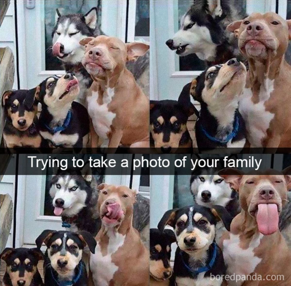 4 photos of 2 brown and black dogs, a black and white husky and a brown and white pitbull with a caption saying trying to take a photo of your family