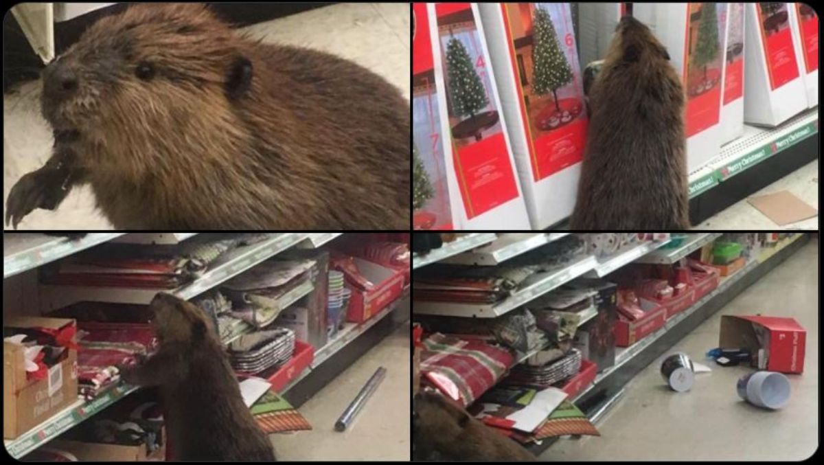 4 photos of a beaver toppling over christmas decorations off of store shelves