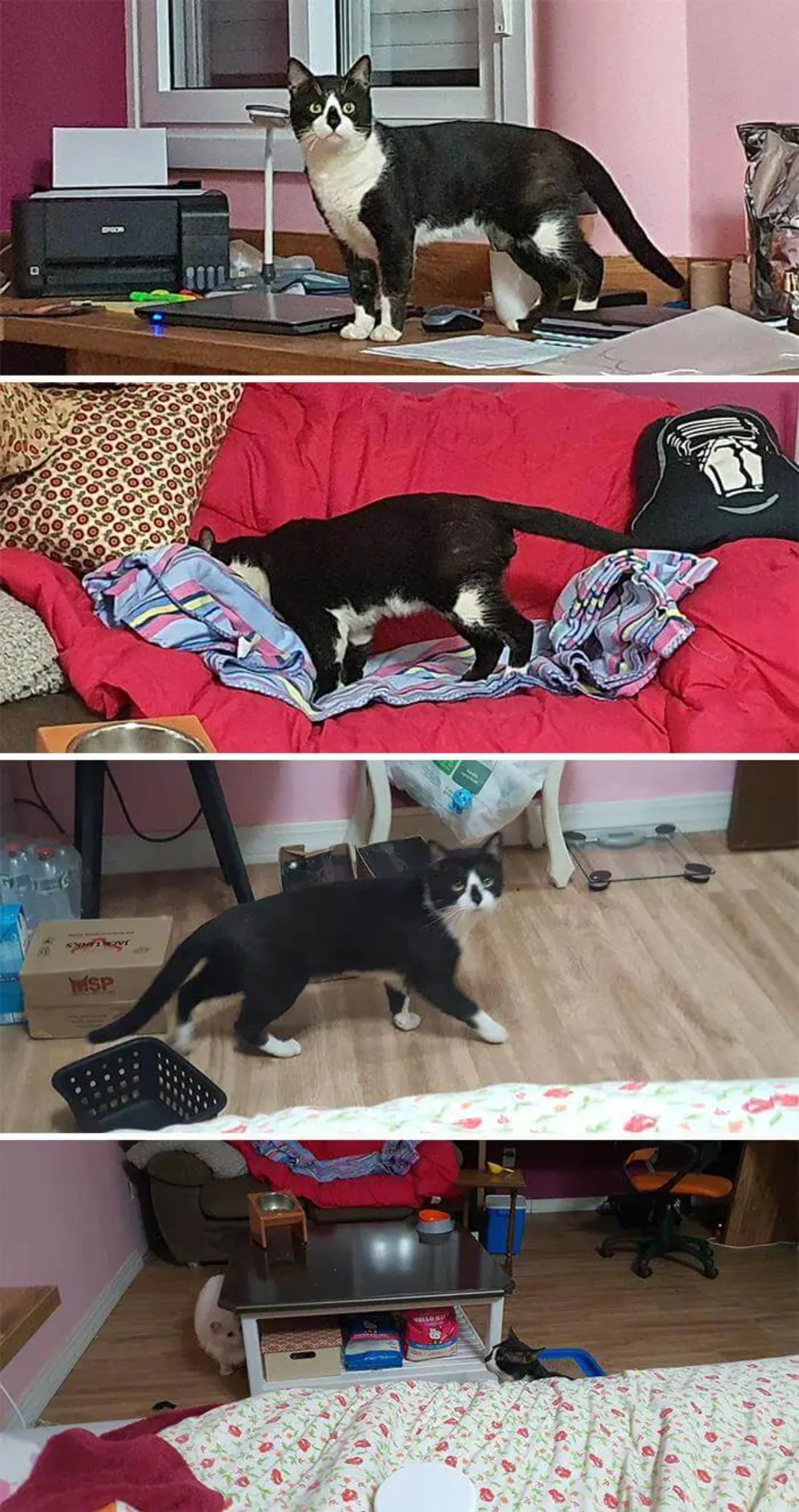 4 photos of a black and white cat inside a bedroom
