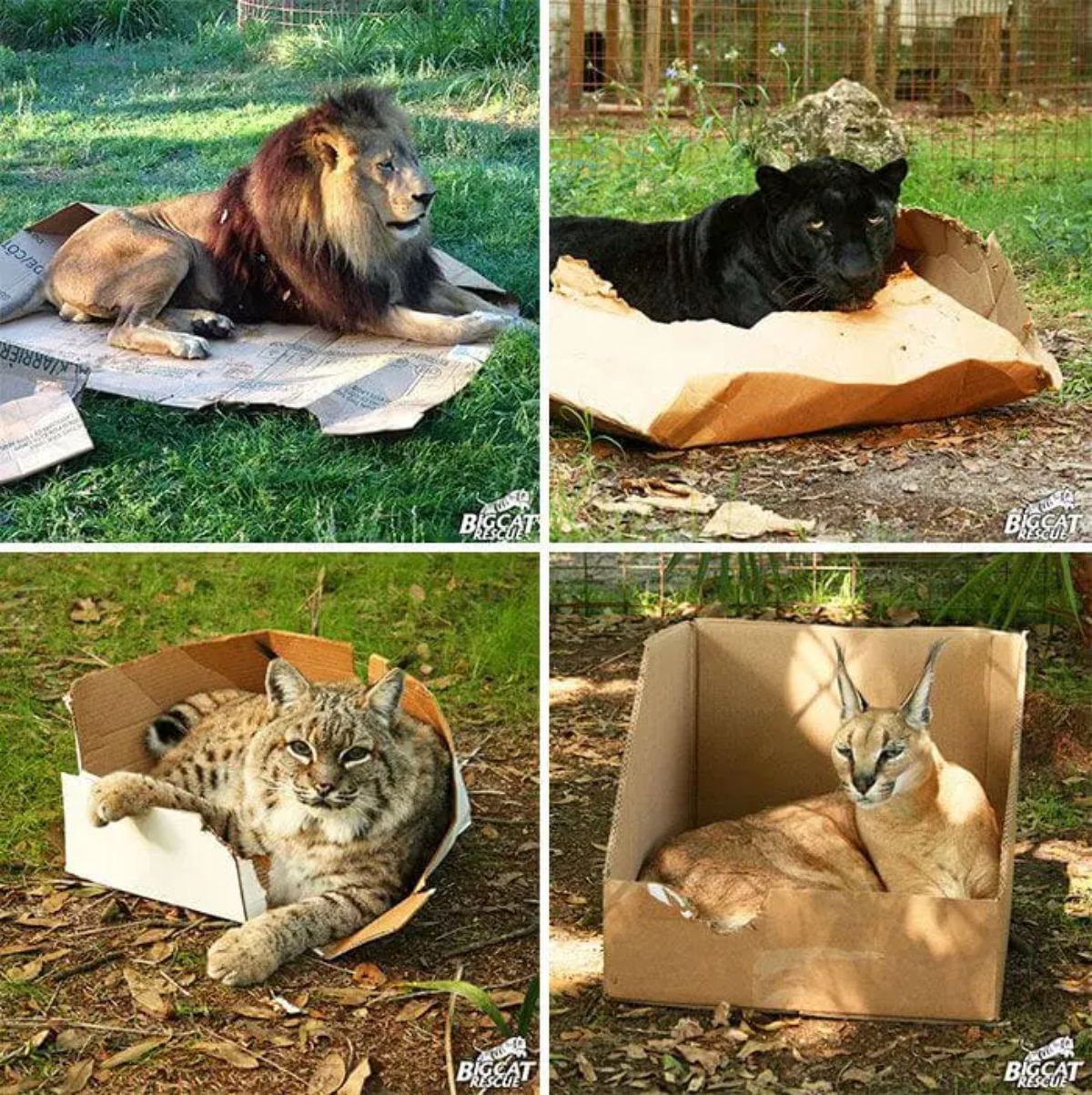 4 photos of a male lion, a black panther, a bobcat and a lynx sitting on or in cardboard boxes