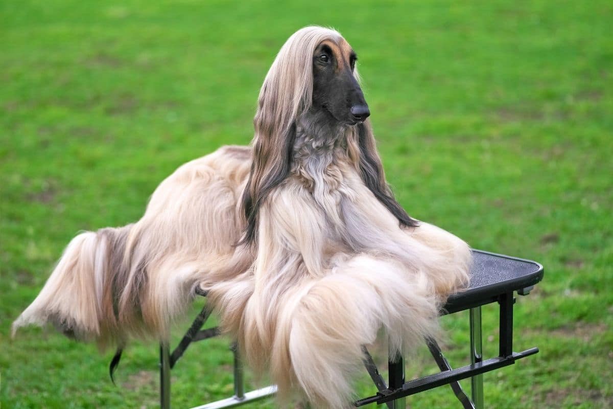 White gray long haired dog sitting on table at grass field or park