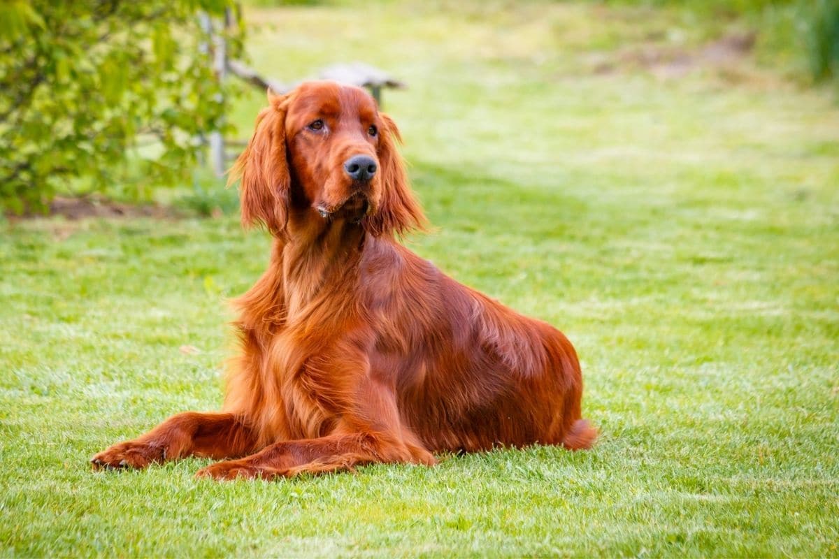 Elegant brown dog sitting ony green grass
