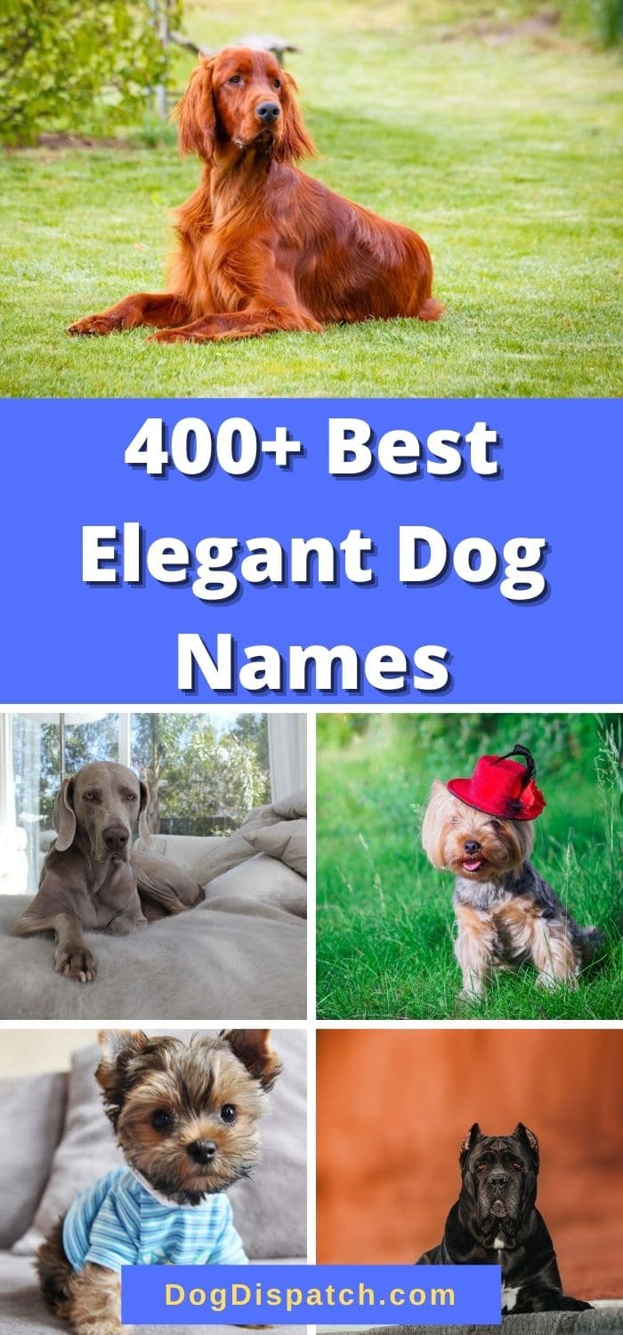 400 Best Elegant Dog Names P1 