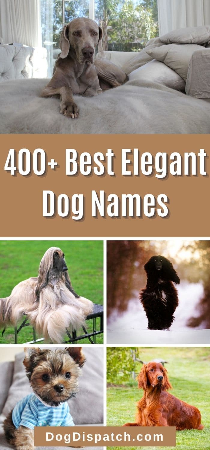 400 Best Elegant Dog Names P2 