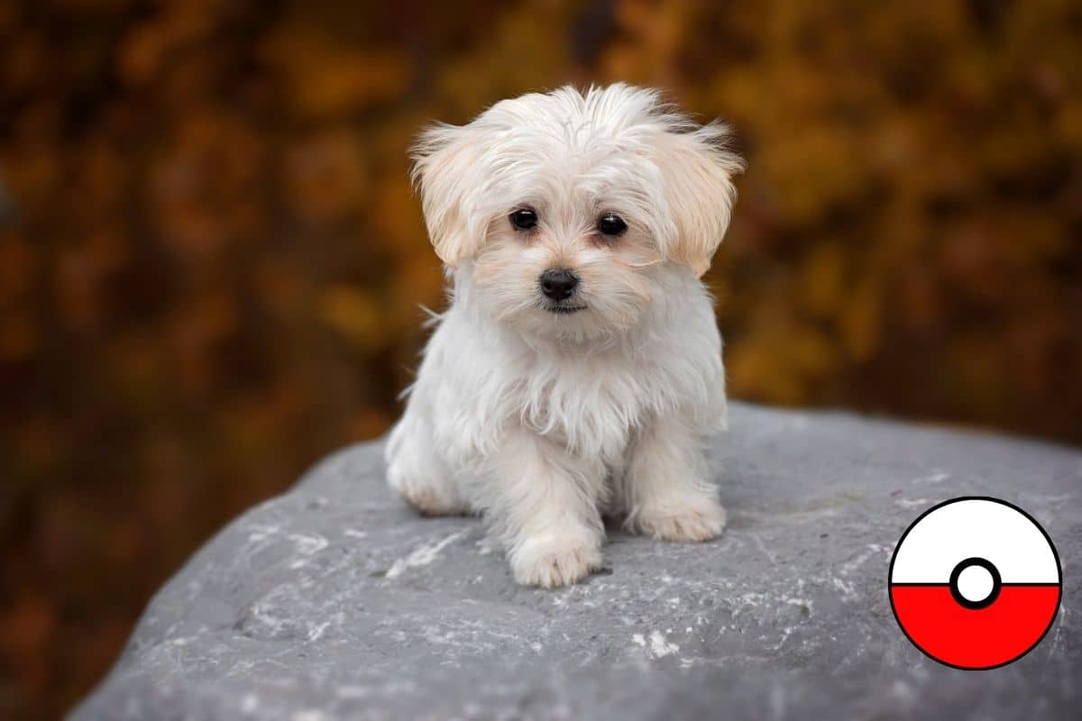 Small white Malteze dog sitting on the rock.