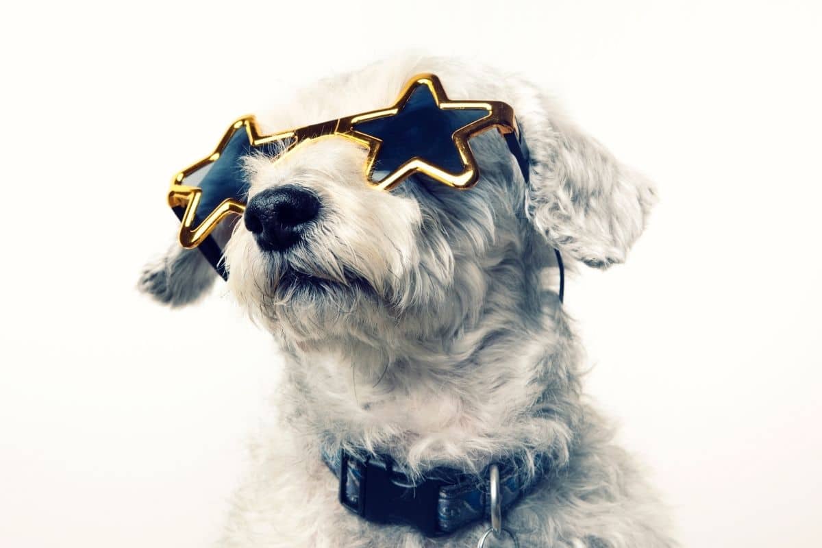 White dog with cool looking glasses and black collar on white background