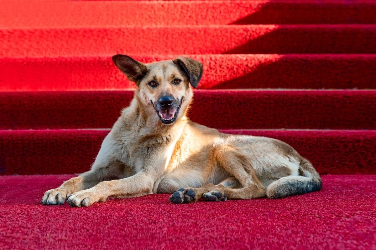 Fiercy cool looking tan dog sitting on red carpet infront of stairs