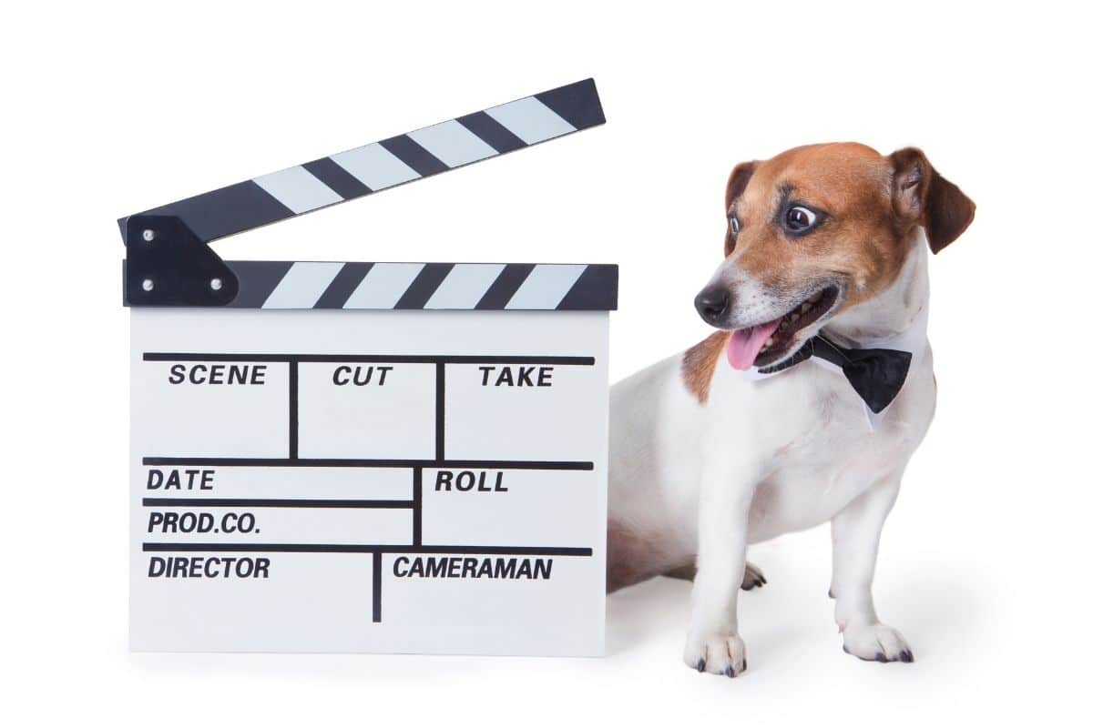 Small white brown dog sitting next to director cut stuff on white background