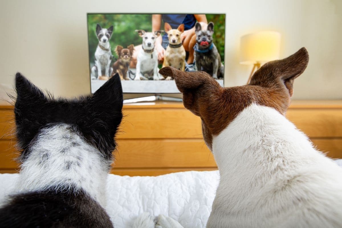 Two dogs lying on bed watching Tv