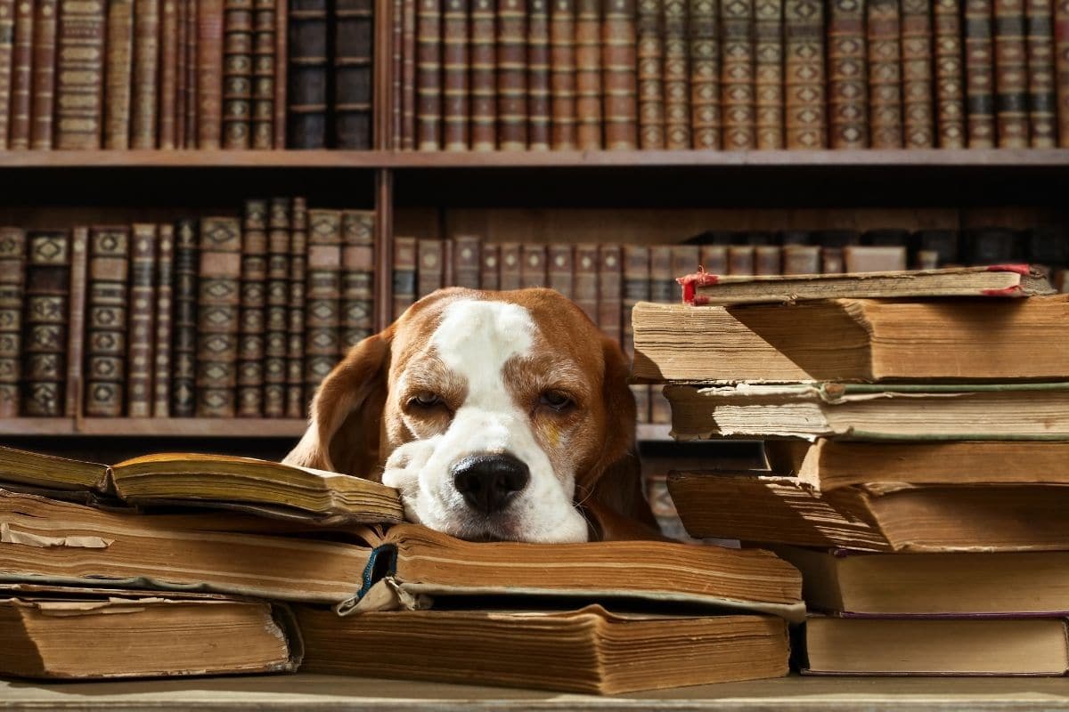 Beagle with head on pile of books