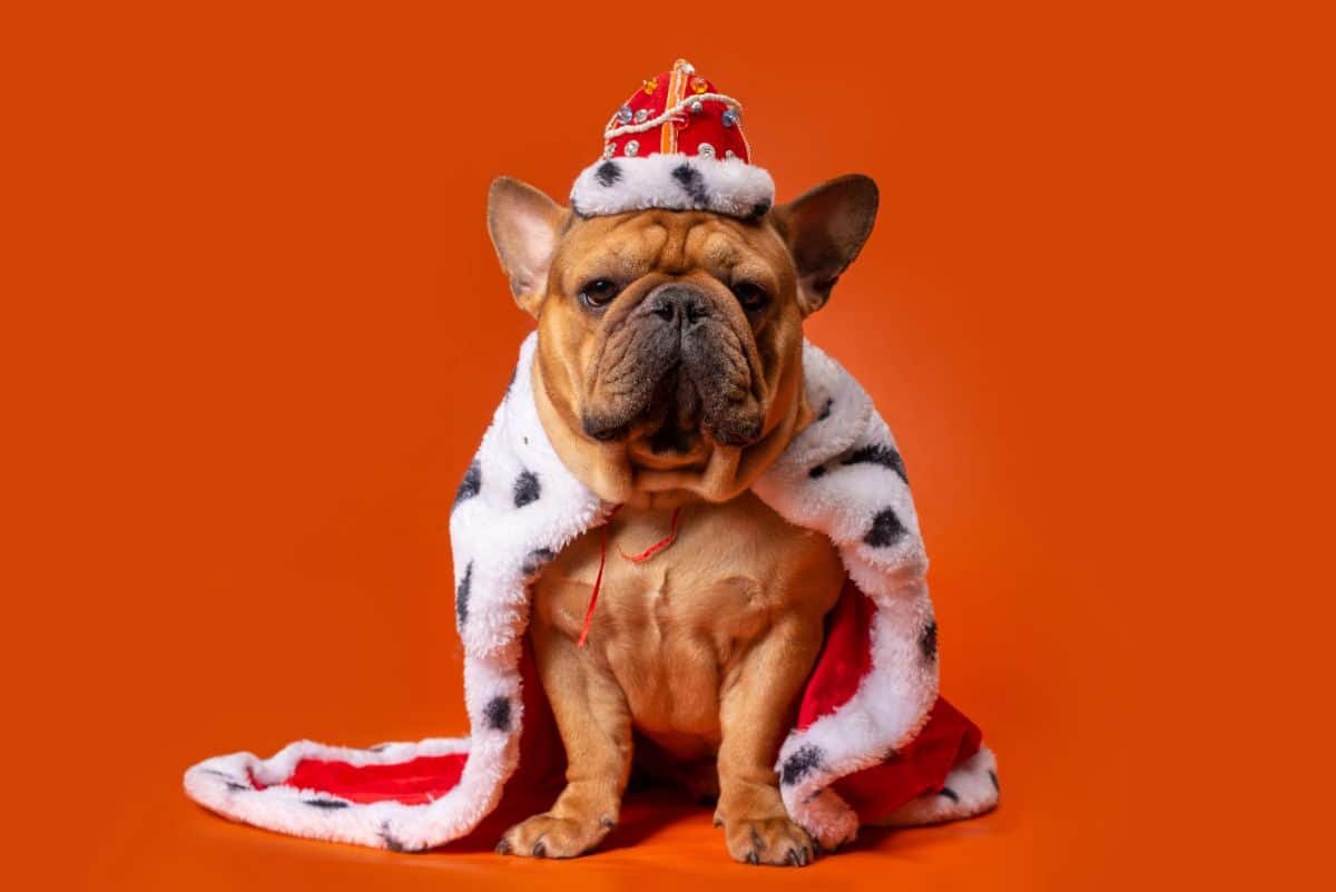 Brown dog with cape and crown on orange background
