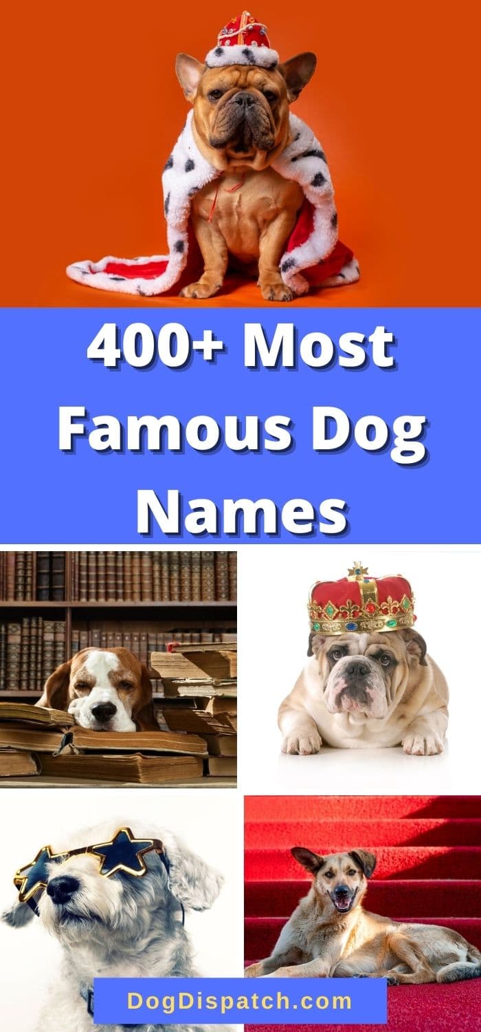 400-most-famous-dog-names-2022-updated-dog-dispatch