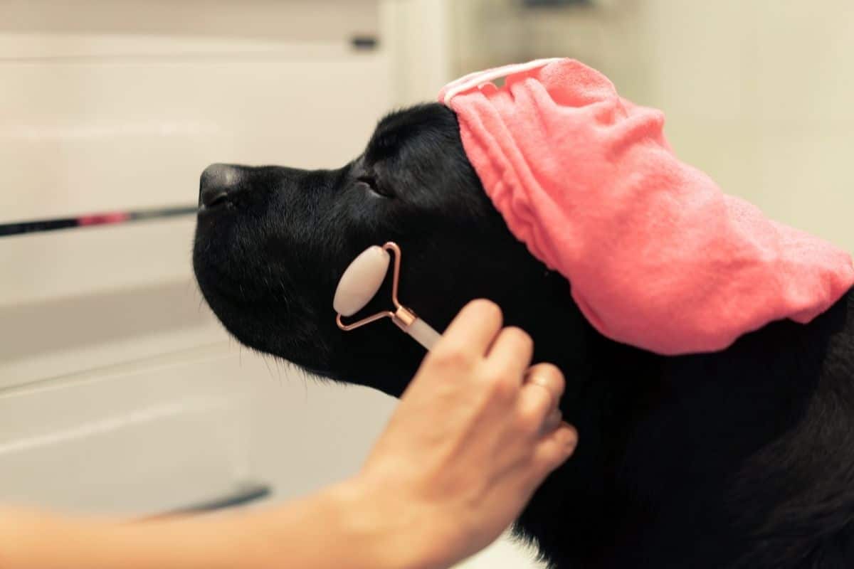 Black dog with purple hat getting facial massage