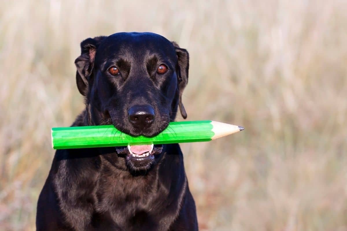 Black dog with huge green pencil in his mouth