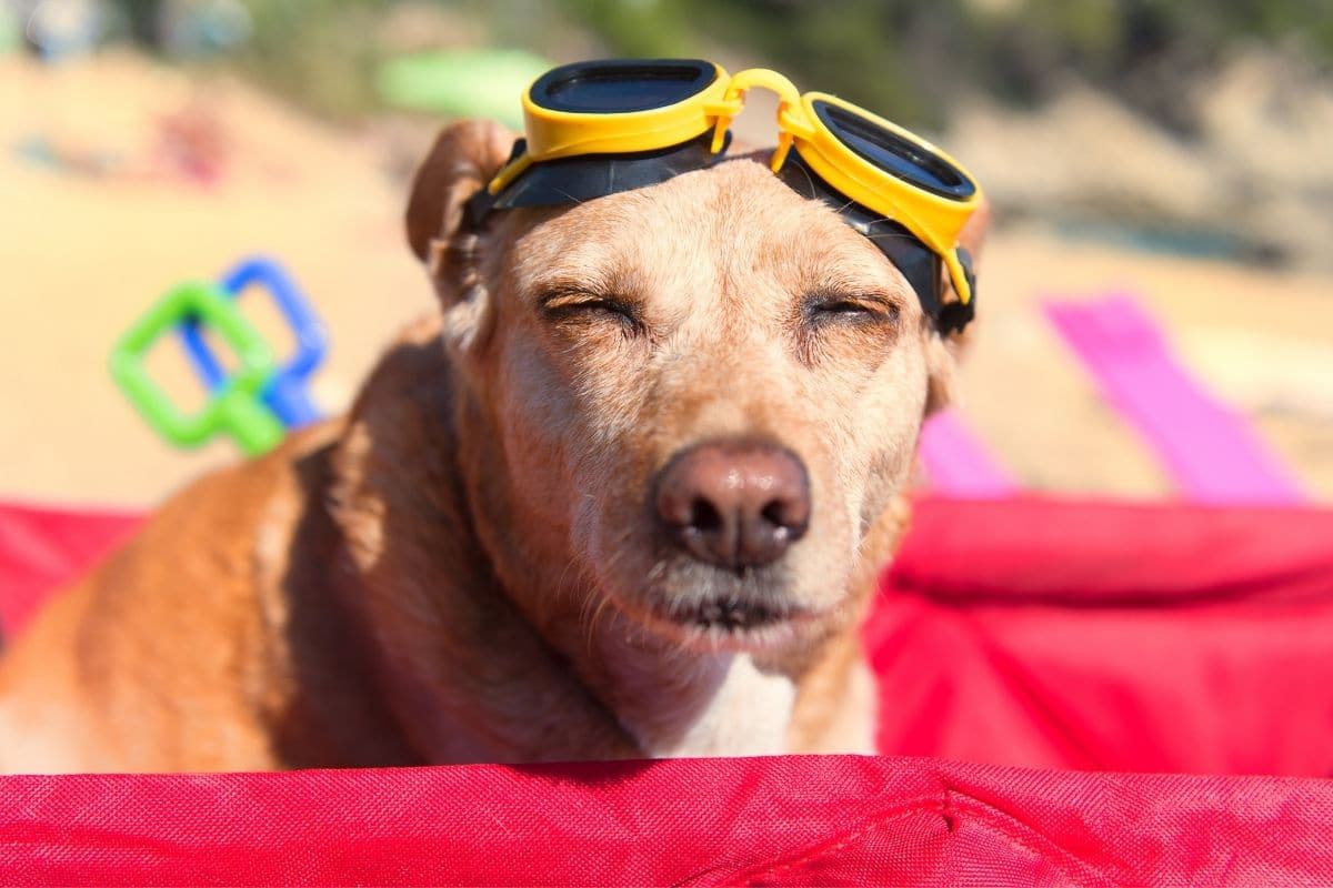 Funny looking dog with yellow sunglasses on