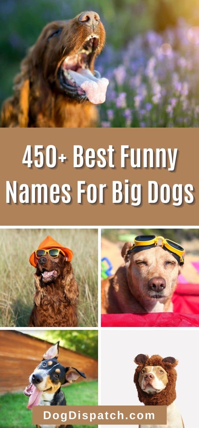 450-best-funny-names-for-big-dogs-2022-updated-dog-dispatch