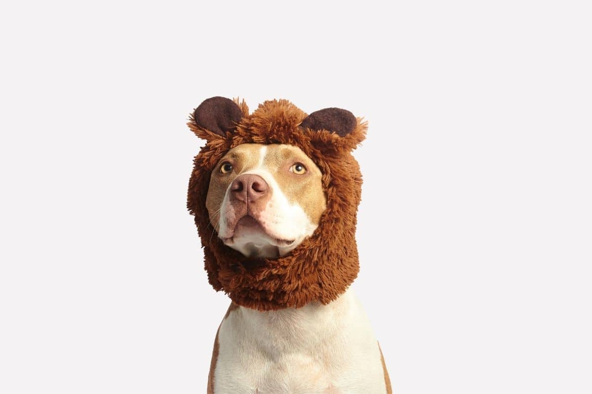 Funny looking pitbull with bear hat on white background