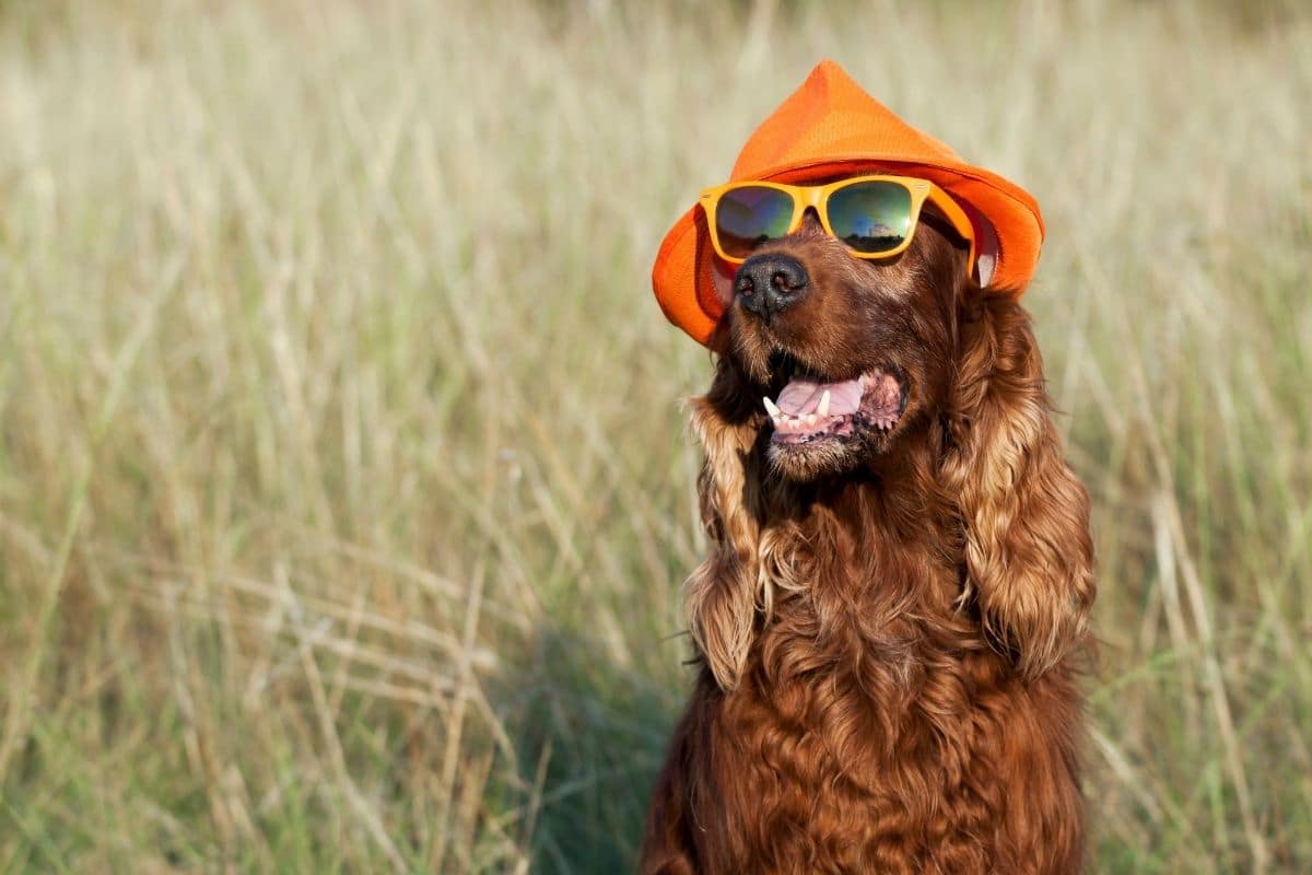Brown dog with orange hat and yellow sunglasses on grass field