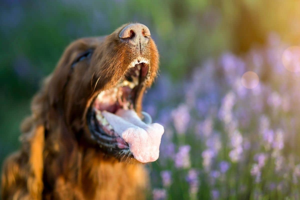 Lovely brown dog with open mouth and tongue out near perennials