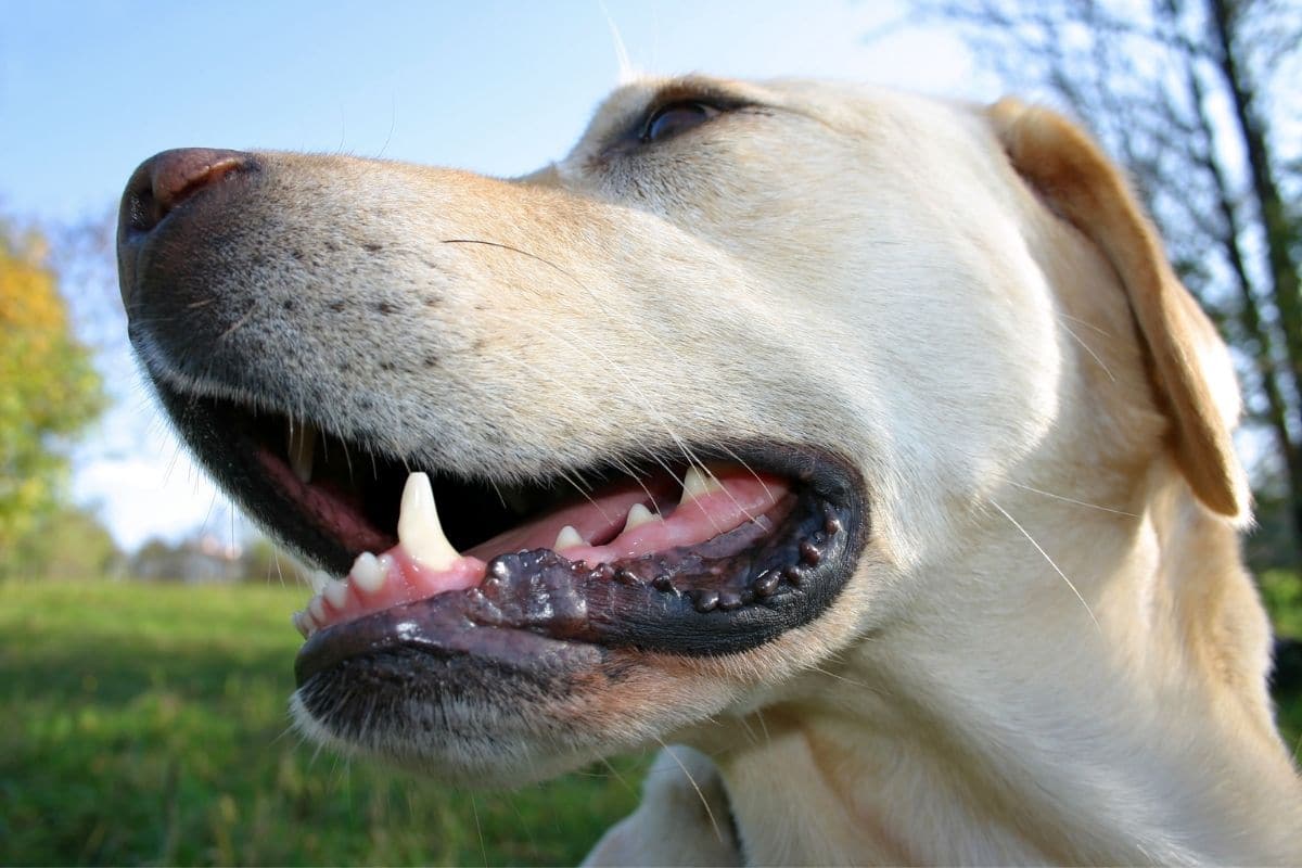 White dog close face shot at grass field