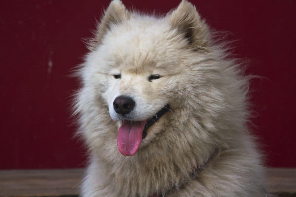 Gray big fluffy dog smiling in front of red wall
