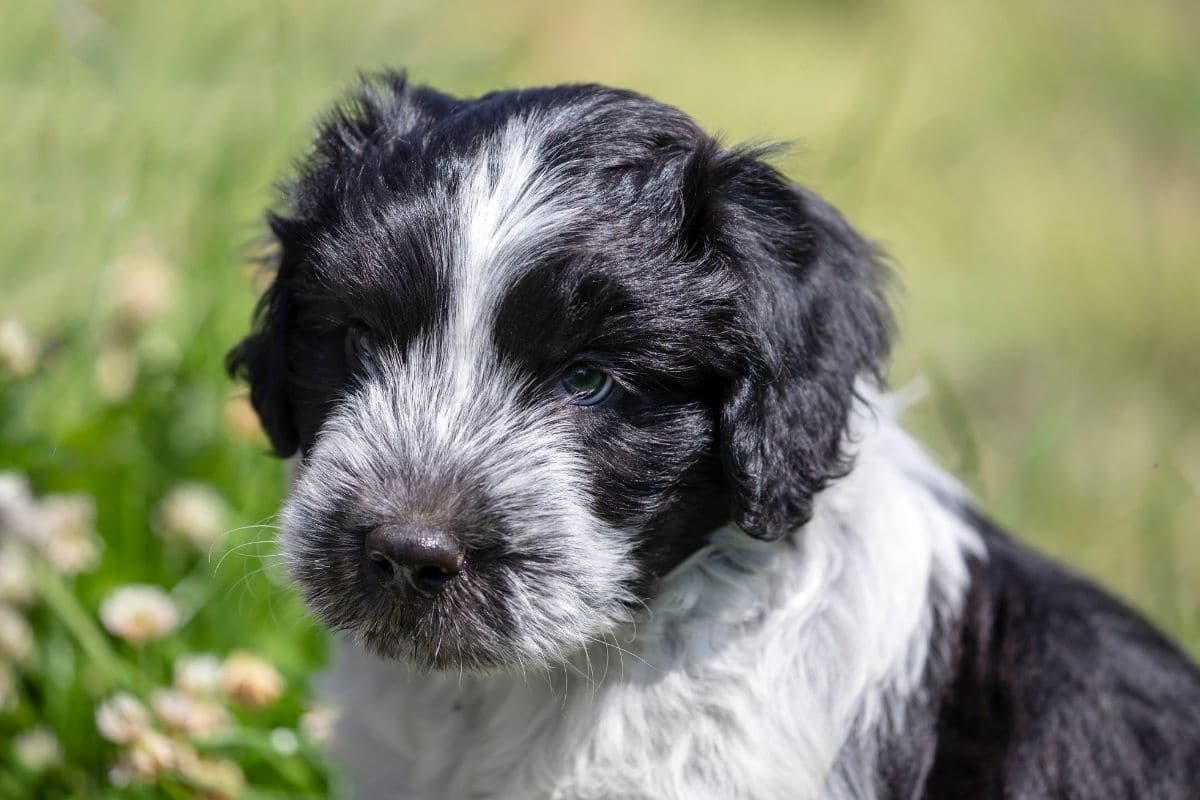 Cute fluffy black and white puppy on grass field