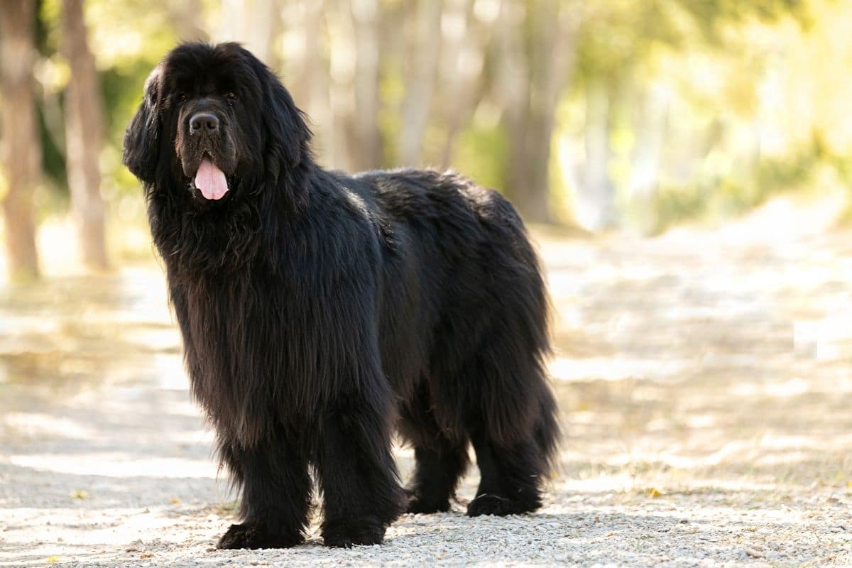 Huge black fluffy Newfoundland standing in park