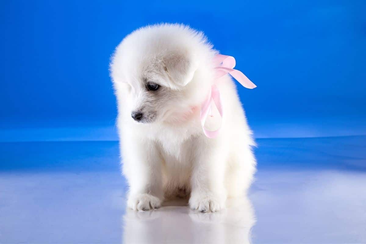 Small cute fluffy puppy with pink collar on blue background