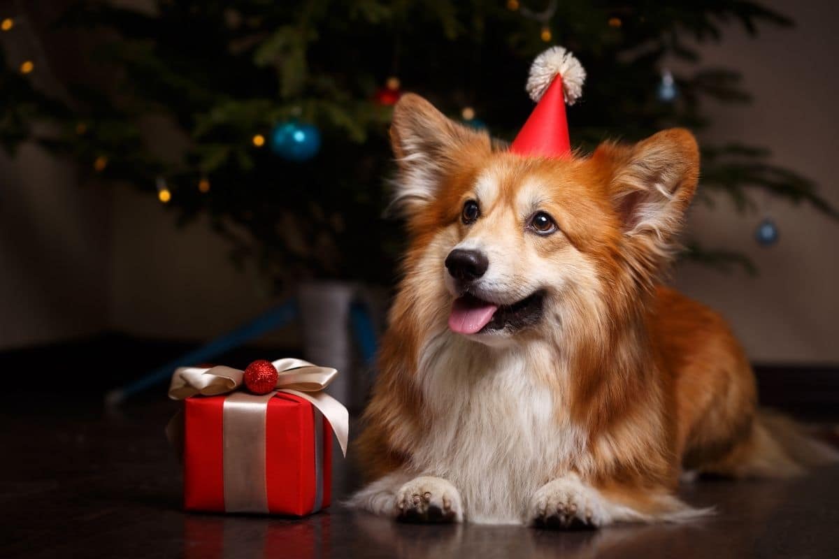 Fluffy Corgi lying in front of christmass tree with hat and present next to him