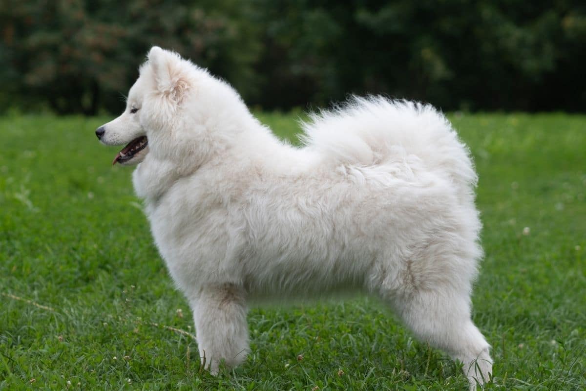 White fluffy dog standing on green grass field