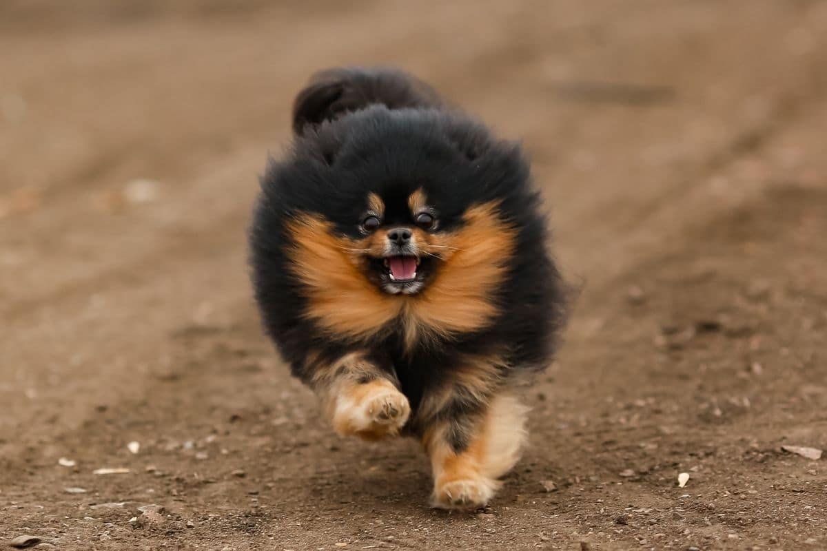 Multicolor cute fluffy puppy running on gravel