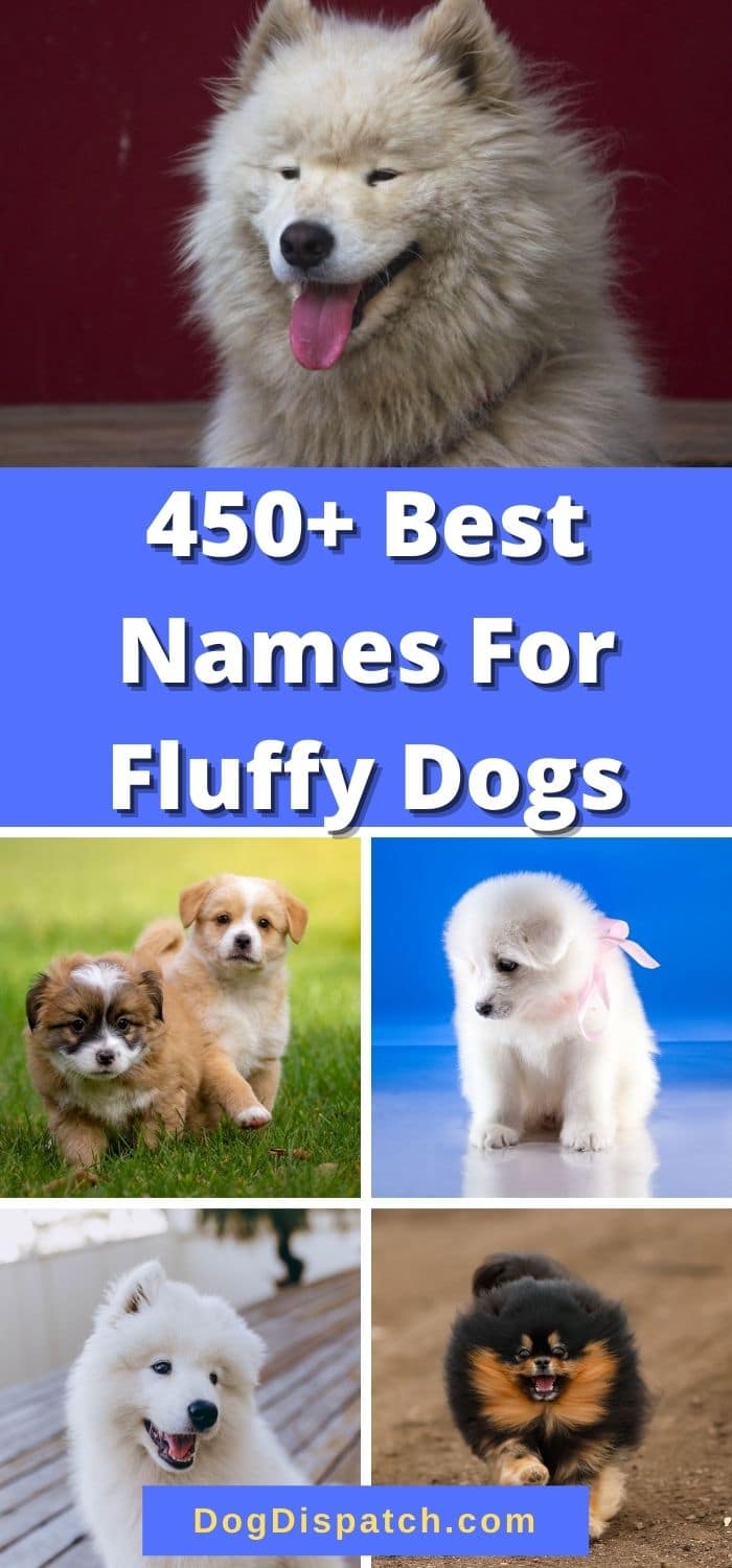 450+ Best Names For Fluffy Dogs (2022 Updated) - Dog Dispatch