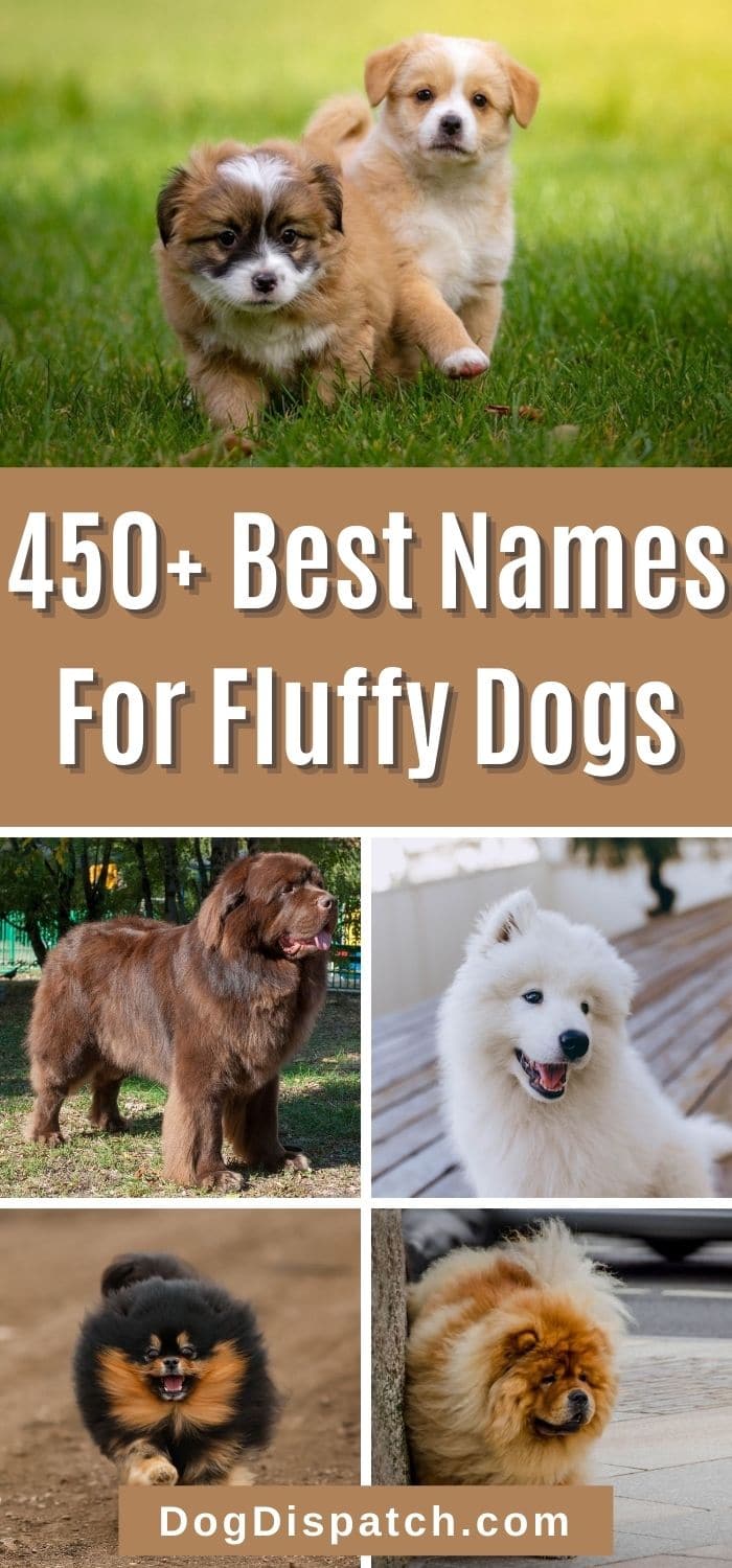 450+ Best Names For Fluffy Dogs (2022 Updated) - Dog Dispatch