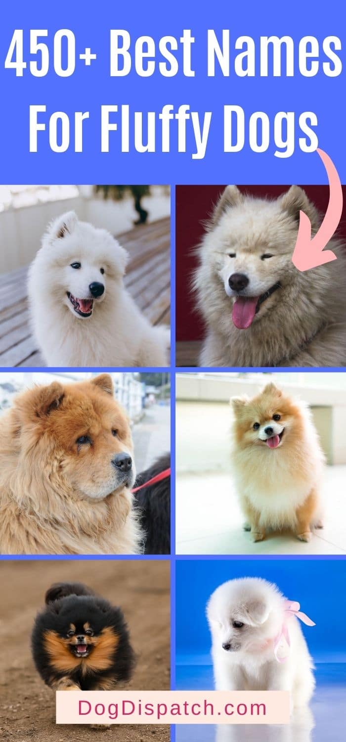 450+ Best Names For Fluffy Dogs (2022 Updated) - Dog Dispatch