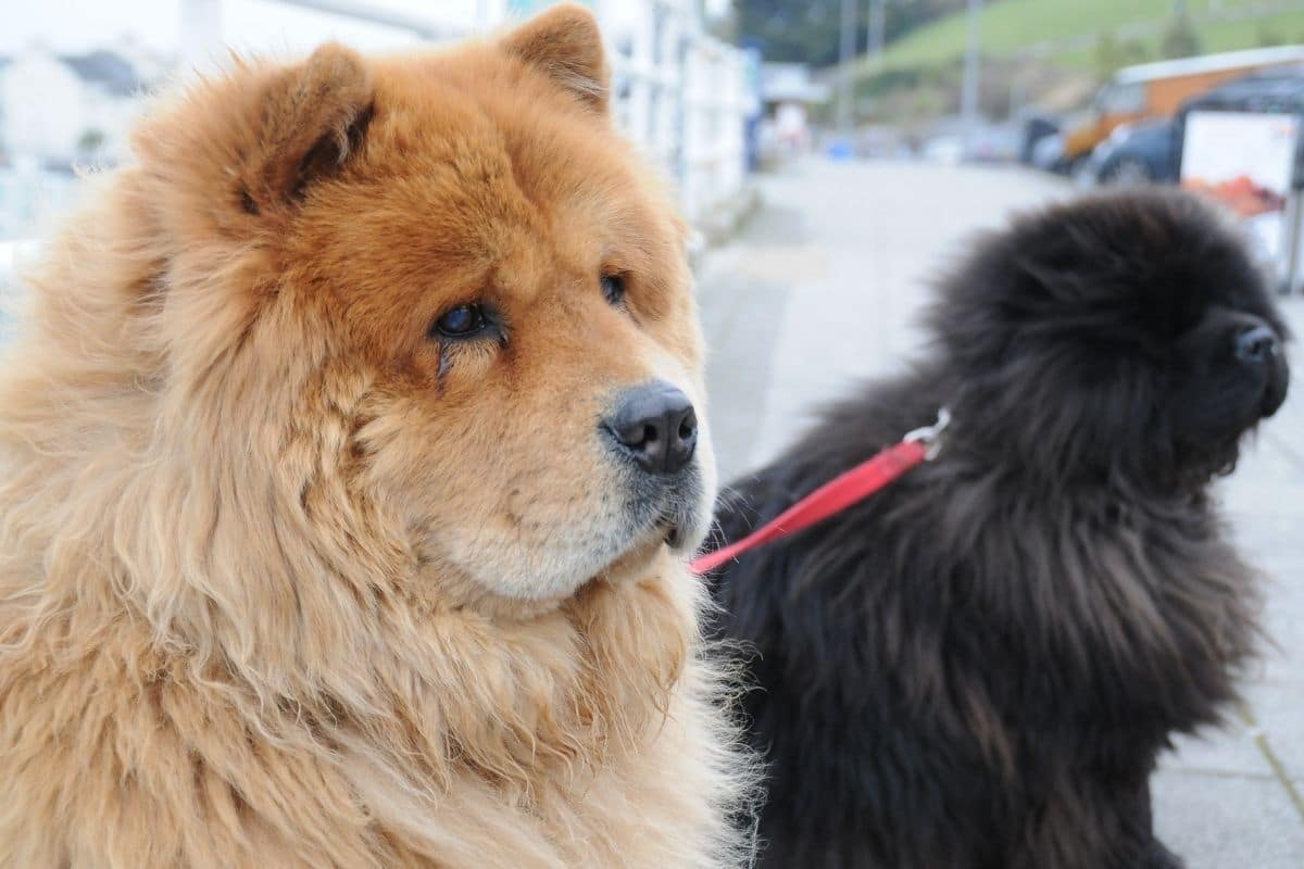 Big tan fluffy dog next to black fluffy dog on the road