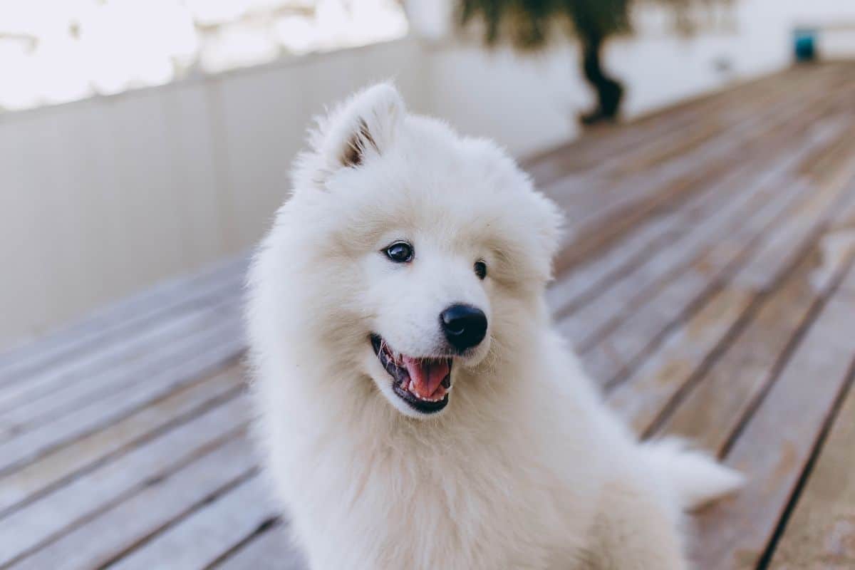 Adorable white fluffy puppy sitting on wooden table
