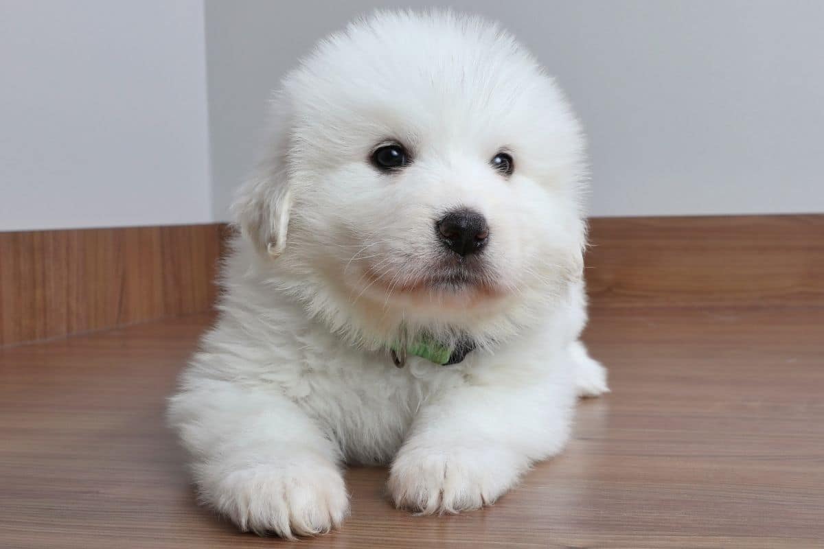 Great Pyrenees puppy lying on brown floor