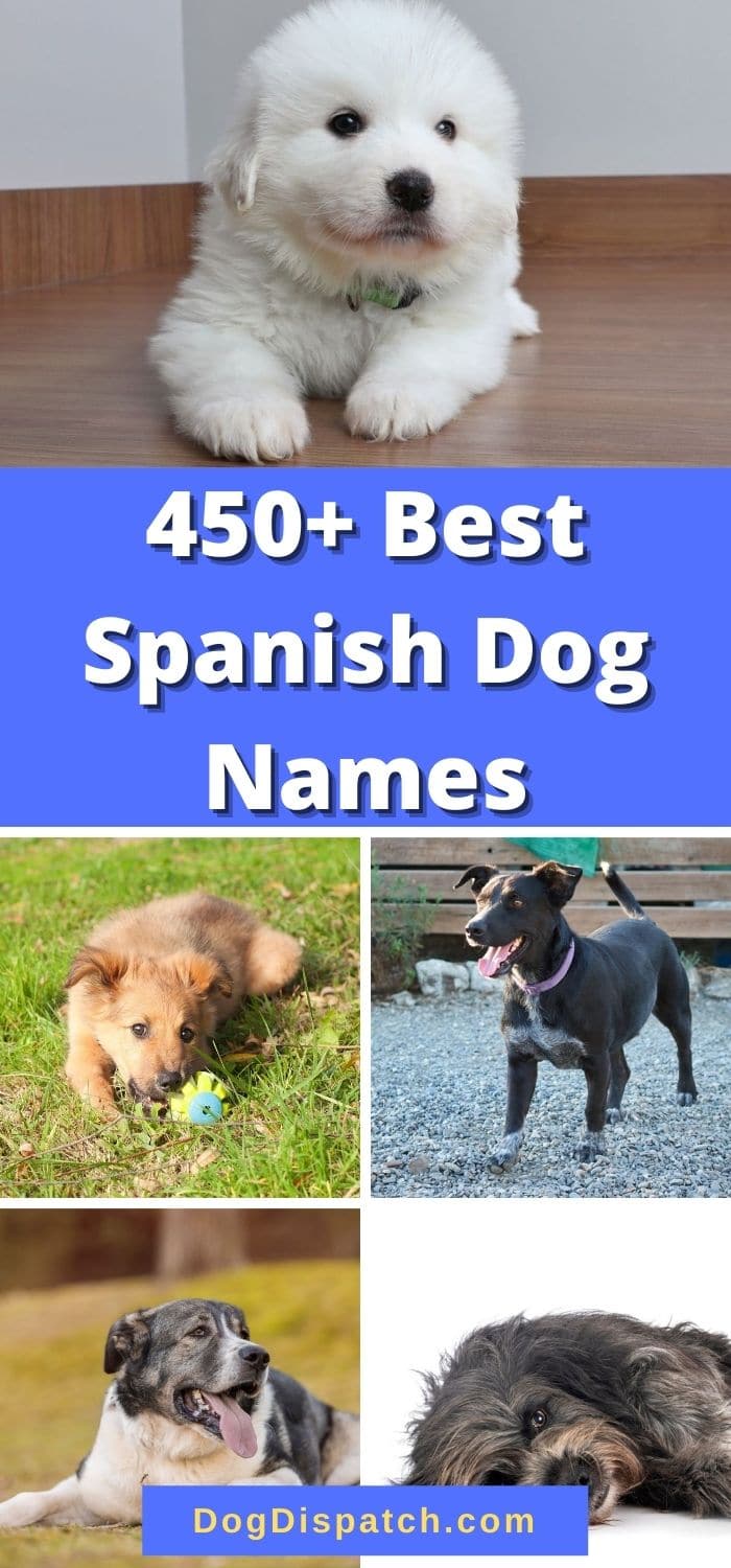 450 Best Spanish Dog Names P1 