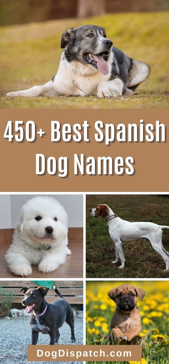 450 Best Spanish Dog Names P2 