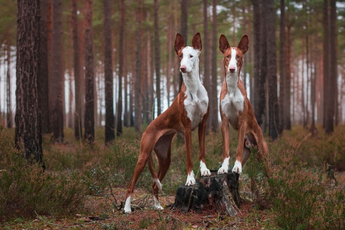 Two tall amazing looking dogs standing on tree stump in forest