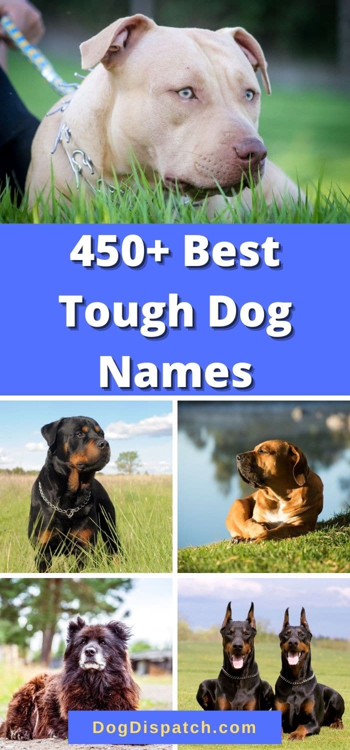 450+ Best Tough Dog Names (2022 Updated) - Dog Dispatch