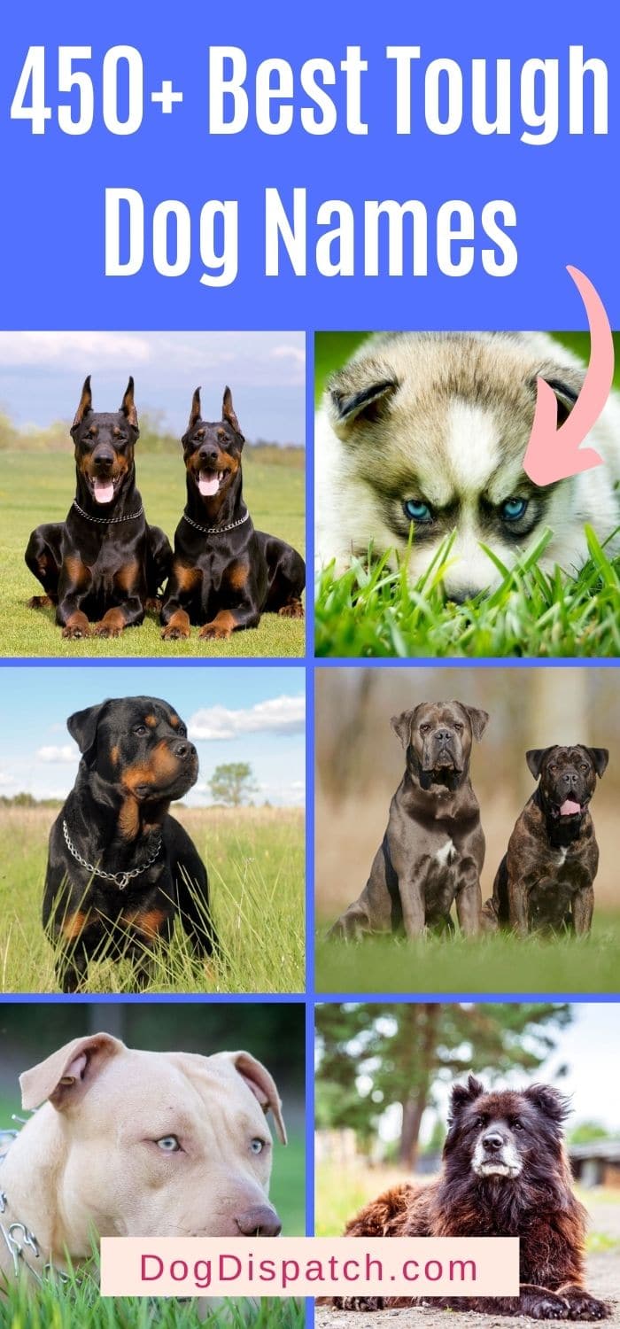 450 Best Tough Dog Names 2022 Updated Dog Dispatch