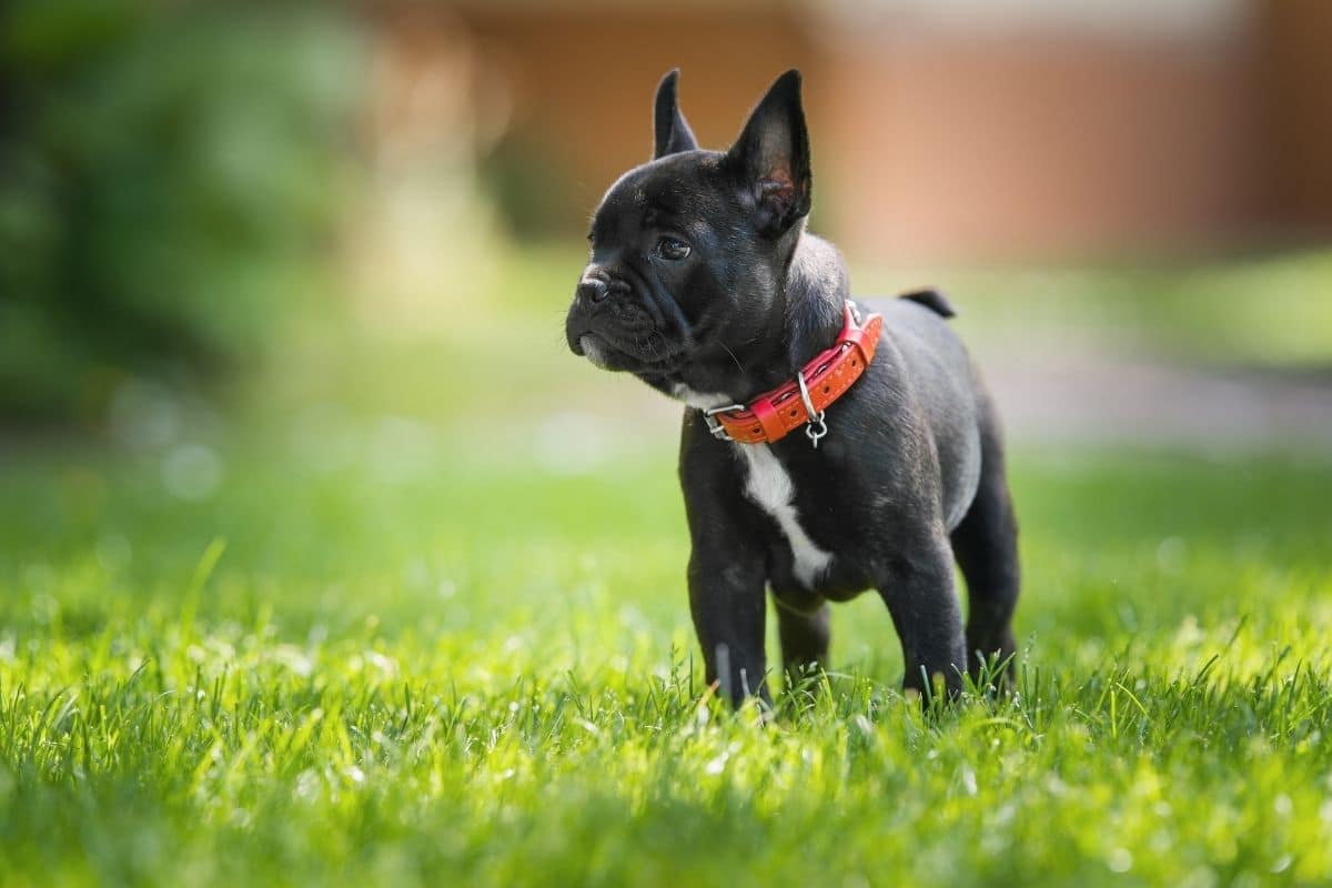 Black French bulldog with red collar standing on green grass